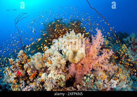 Récif recouvert de corail mou, ( Dendronephthya sp) et corail noir, (Antipathes sp) avec banc de basset de fée Jewel (Pseudanthias squamipinnis) site de plongée South point, récif de Sanganeb, Soudan, mer Rouge Banque D'Images