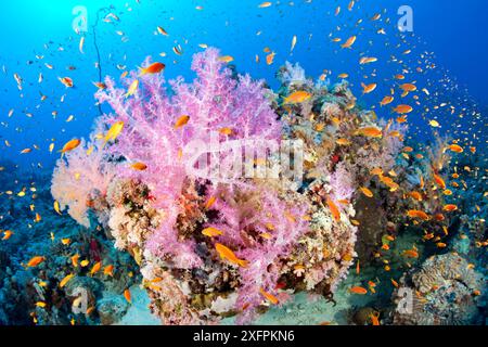 Corail mou (Dendronephthya sp) avec banc de fée Jewel, site de plongée South point (Pseudanthias squamipinnis), récif de Sanganeb, Soudan, mer Rouge Banque D'Images