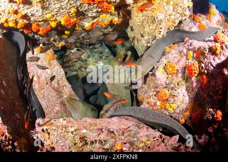 L'anguille de Moray tachetée (Gymnothorax dovii) ensemble dans une tanière, parc national de l'île Malpelo, site du patrimoine mondial de l'UNESCO, Colombie, océan Pacifique est Banque D'Images