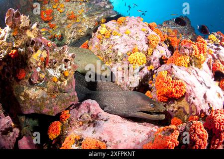 De fines moraies tachetées (Gymnothorax dovi) ensemble dans la tanière, parc national de l'île de Malpelo, site du patrimoine mondial de l'UNESCO, Colombie, océan Pacifique est Banque D'Images