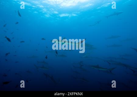 Banc des requins soyeux (Carcharhinus falciformis) Parc national de l'île de Malpelo, site du patrimoine mondial de l'UNESCO, Colombie, océan Pacifique est Banque D'Images