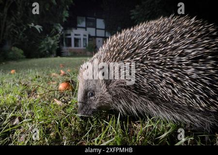 Hérisson (Erinaceus europaeus) sur une pelouse dans un jardin de banlieue la nuit, Chippenham, Wiltshire, Royaume-Uni, septembre. Prises avec une caméra à distance. Parution de la propriété. Banque D'Images