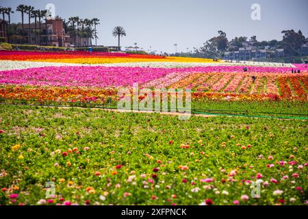 The Flower Fields est un jardin de fleurs situé dans Carlsbad Ranch à Carlsbad, en Californie. Il est ouvert aux visiteurs entre le 1er mars et la fête des mères. Banque D'Images