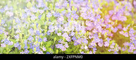 Le Bush lilas, Aubrieta deltoidea fleurs au printemps, pétales violets, campagne en fleurs Banque D'Images