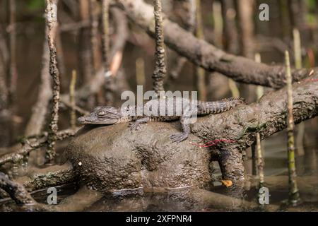 Crocodile d'eau salée (Crocodylus porosus) naissant sur une branche d'arbre, Daintree, Queensland, Australie Banque D'Images