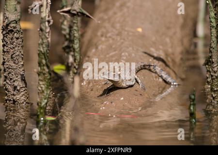 Crocodile d'eau salée (Crocodylus porosus) Daintree, Queensland, Australie Banque D'Images