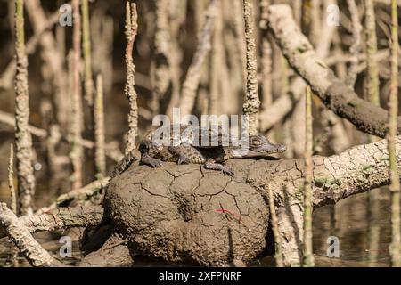 Crocodile d'eau salée (Crocodylus porosus) nichant sur un tronc d'arbre, Daintree, Queensland, Australie Banque D'Images