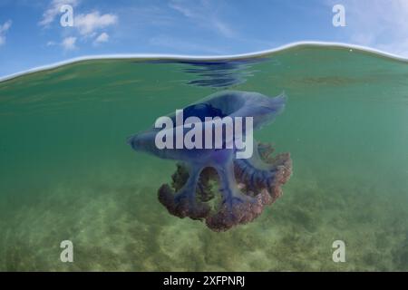 Niveau partagé d'une grande méduse de la couronne violette (Netrostoma setouchina) dans les eaux peu profondes, Nukubati Island Resort, province de Macuata, Fidji, Pacifique Sud Banque D'Images