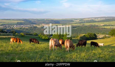 Vaches paissant dans les pâturages en Allemagne, élevage approprié des espèces, prairie agricole Banque D'Images