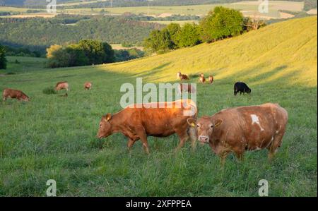 Vaches paissant dans les pâturages en Allemagne, élevage approprié des espèces, prairie agricole Banque D'Images