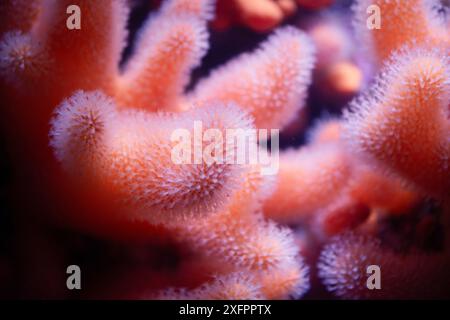 Alcyonium digitatum ou doigts d'homme mort, corail mou de la côte de l'océan Atlantique Nord et du Pacifique Sud, colonie de polypes, aspect fourrure Banque D'Images