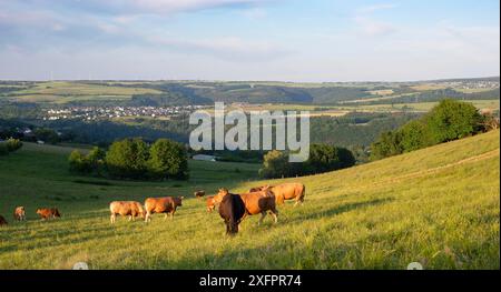 Vaches paissant dans les pâturages en Allemagne, élevage approprié des espèces, prairie agricole Banque D'Images