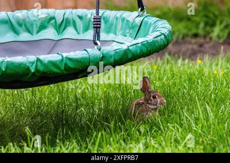 Un bébé lapin prenant refuge de la pluie battante dans un orage sous une balançoire pour enfants dans une arrière-cour de banlieue. Banque D'Images