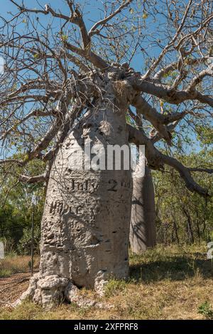 L'arbre Gregory, un baobab australien / Boab (Adansonia gregorii) qui marque le site du campement de l'explorateur AC Gregory 1855-56, Kimberley, Australie occidentale. Banque D'Images