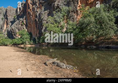 Crocodiles d'eau douce (Crocodylus johnsoni) se prélassant sur les berges de la rivière Kimberley, Australie occidentale, Australie Banque D'Images