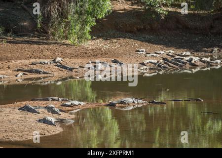 Crocodiles d'eau douce (Crocodylus johnsoni) se prélassant sur les berges de la rivière Kimberley, Australie occidentale, Australie Banque D'Images