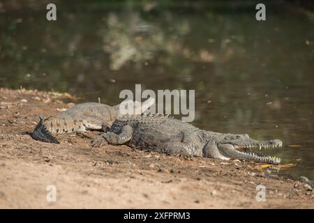 Crocodiles d'eau douce (Crocodylus johnsoni) se prélassant sur les berges de la rivière Kimberley, Australie occidentale, Australie Banque D'Images