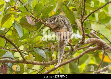 (Vert Pseudochirops archeri) , Lumholtz Lodge, Atherton, Queensland, Australie Banque D'Images