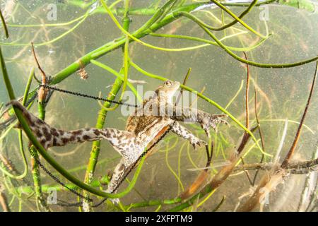 Crapaud commun (Bufo bufo) et crapaud dans un lac. Ain, Alpes, France. Avril Banque D'Images