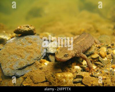 Salamandre de ruisseau pyrénéen (Calotriton Asper) sous une petite rivière. Pyrénées, Ariège, France, août. Banque D'Images