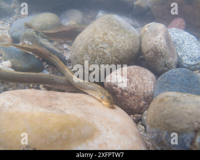 Lamproie de ruisseau (Lampetra planeri) s'accouplant dans une rivière. Savoie, Alpes, France Banque D'Images