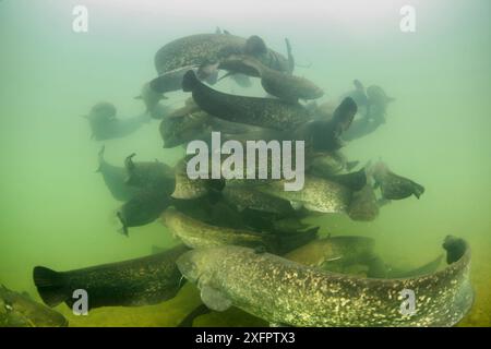 Poisson-chat Wels (Silurus glanis), collecte massive, Rhône, France. Banque D'Images