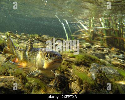 Truite de fontaine (Salvelinus fontinalis) dans un lac de montagne. Savoie, Alpes, France Banque D'Images