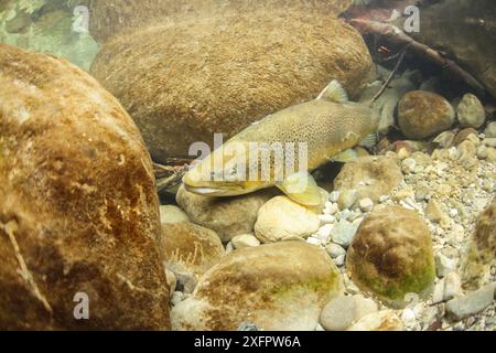 Truite de lac (Salmo trutta lacustris) dans une rivière, pendant la période de frai. Alpes, Lac du Bourget, Savoie, France Banque D'Images