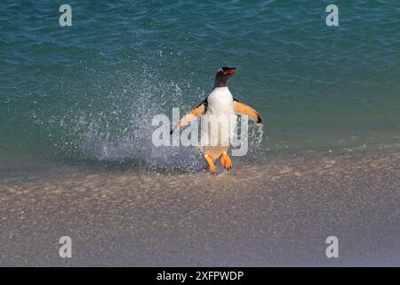 Pingouin Gentoo (Pygoscelis papua) sautant hors de la mer, Bleaker Island, îles Falkland, novembre. Banque D'Images