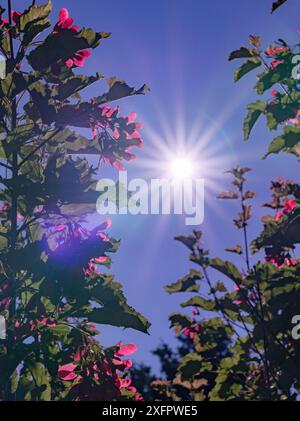 Hot Wings Maple tree entoure le soleil d'étoiles dans le ciel bleu. Les gousses de graines sont rouges avec des feuilles vertes. Spectacles d'été à l'extérieur avec une lumière étoilée brillante. Banque D'Images