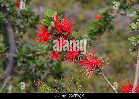 Fleurs de sapin chilien (Embothrium coccineum), Parc national de Torres del Paine, Patagonie, Chili, décembre. Banque D'Images