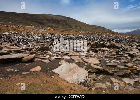 Les roches couvertes de lichen sont recouvertes de manchots Rockhopper (Eudyptes chrysocome) et de shag impérial (Phalacrocorax atriceps albiventer) au-delà de l'île Saunders, îles Falkland, novembre. Banque D'Images