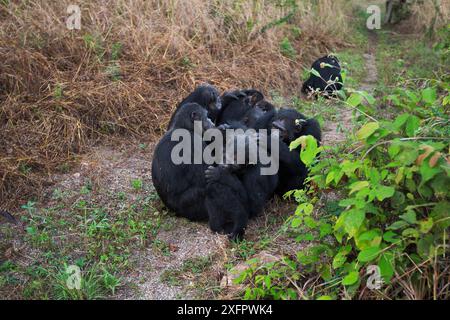 Chimpanzés de l'est (Pan troglodytes schweinfurtheii) mâles se toilettant sur une piste. Parc national de Gombe, Tanzanie. Banque D'Images