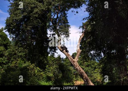 Famille de chimpanzés orientaux (Pan troglodytes schweinfurtheii) assis dans un arbre. Parc national de Gombe, Tanzanie. Banque D'Images