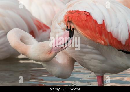 Le grand flamant rose (Phoenicopterus roseus), Camargue, France. Janvier. Banque D'Images