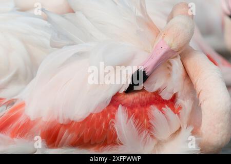 Toilettage du grand flamant rose (Phoenicopterus roseus), Camargue, France. Janvier. Banque D'Images