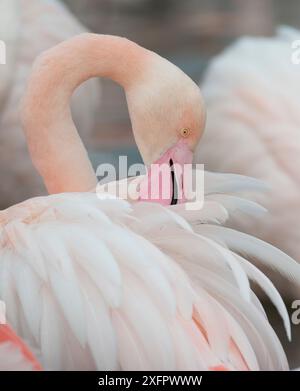 Le grand flamant rose (Phoenicopterus roseus), Camargue, France. Banque D'Images