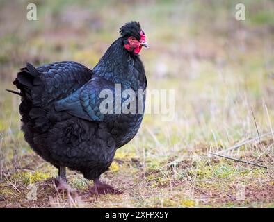 Gros plan de poulet noir sur une ferme dans la nature. Poule dans une ferme de lancer libre. Promenade de poule dans la cour de la ferme. Le concept de vie rurale. Agriculture. Banque D'Images