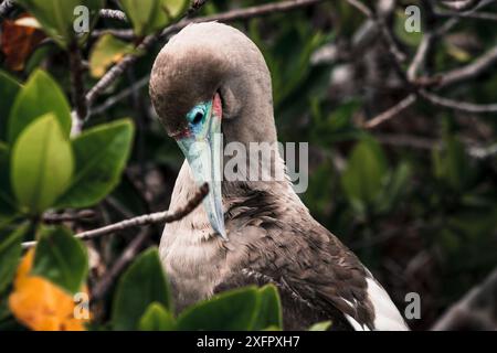 Un champignon aux pieds rouges des Galapagos niché au milieu des mangroves, présentant son bec bleu éclatant et son plumage distinct, mettant en valeur la faune unique de l'île Banque D'Images