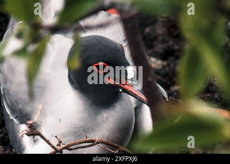 Gros plan d'un goéland à queue d'hirondelle des Galapagos nichant parmi les mangroves, mettant en évidence ses yeux rouges éclatants et son habitat naturel. Banque D'Images