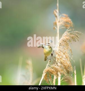 Paruline de carex (Acrocephalus schoenobaenus) chantant du haut d'un roseau au printemps. Espèces mignonnes de faïence Banque D'Images