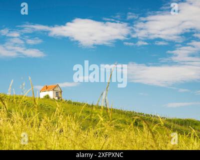 Petite cabane dans un vignoble dans le centre du burgenland autriche Banque D'Images
