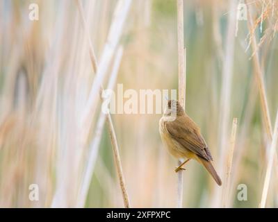 Paruline de carex (Acrocephalus schoenobaenus) chantant du haut d'un roseau au printemps. Espèces mignonnes de faïence Banque D'Images