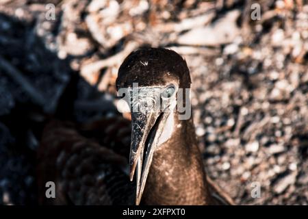 Gros plan d'un oiseau volcan des Galapagos avec un regard intense, capturant l'essence sauvage de la faune des Galapagos. Idéal pour les documents sur la nature et la faune Banque D'Images