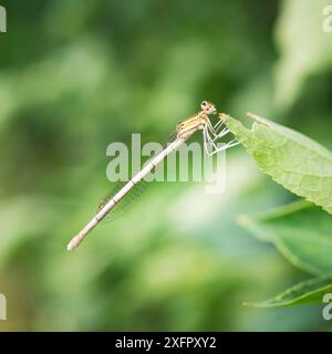 En gros plan sur une lamelle commune à queue bleue, Ischnura elegans assise sur une feuille verte Banque D'Images