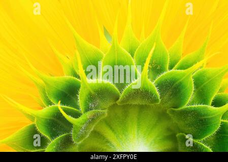 Gros plan de tournesol tiré de derrière Banque D'Images