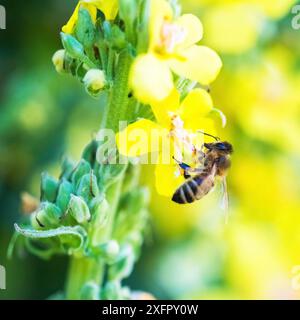 Abeille cueillant le nectar et le pollen sur les fleurs jaunes Banque D'Images