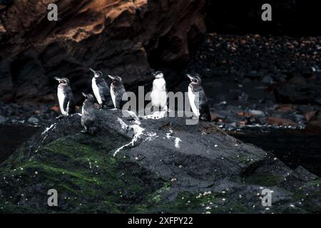 Un groupe de pingouins des Galapagos debout sur une perche rocheuse, montrant leur comportement naturel et l'environnement unique des îles Galapagos. Banque D'Images