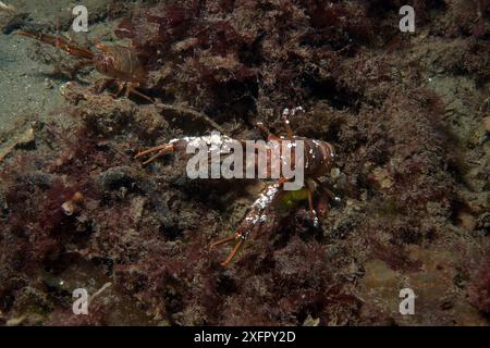 Krill de homard grégaire (Munida gregaria) adulte fond marin, îles Falkland. Février. Banque D'Images