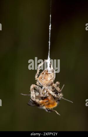 Araignée en croix de jardin (Araneus diadematus) enveloppant sa proie d'abeille cardée commune (Bombus pascuorum) dans la soie, Bristol, Royaume-Uni, septembre. Séquence 1/10. Banque D'Images